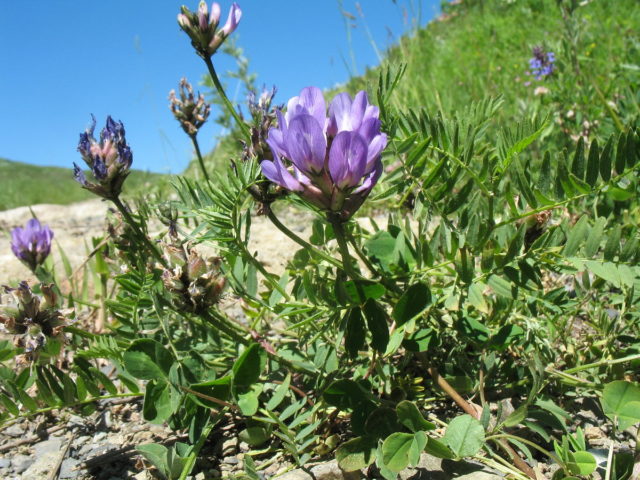 Danish Astragalus: description, photo, use in traditional medicine