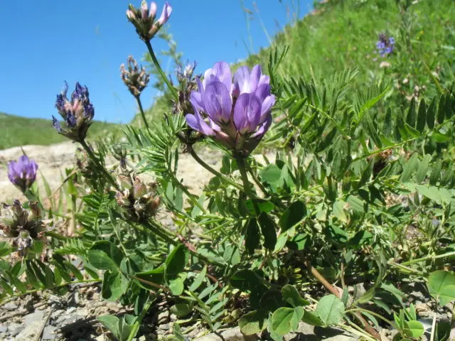 Danish Astragalus: description, photo, use in traditional medicine