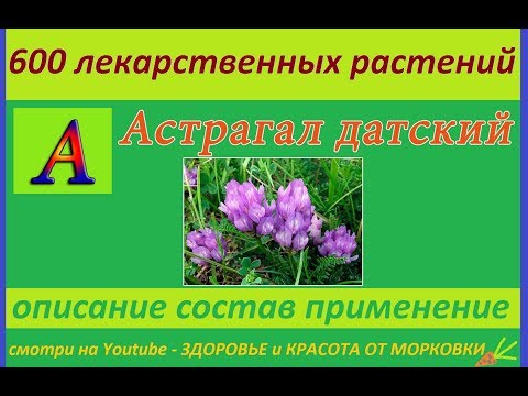 Danish Astragalus: description, photo, use in traditional medicine