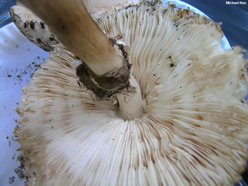 Dark brown chlorophyllum (Chlorophyllum brunneum) photo and description