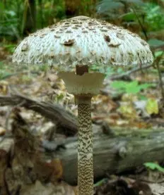 Dark brown chlorophyllum (Chlorophyllum brunneum) photo and description