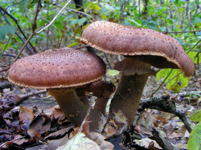 Dark mushroom (spruce, ground, dark brown): photo and description of how to cook