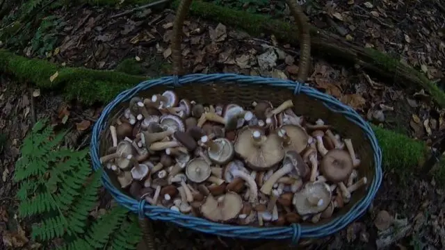 Dark mushroom (spruce, ground, dark brown): photo and description of how to cook