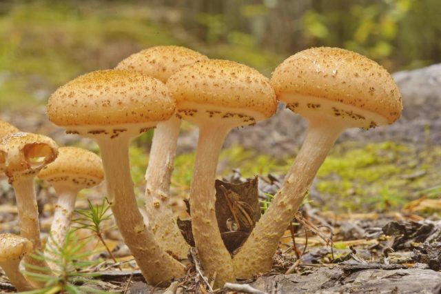 Dark mushroom (spruce, ground, dark brown): photo and description of how to cook