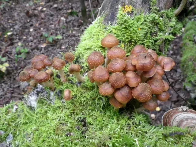 Dark mushroom (spruce, ground, dark brown): photo and description of how to cook