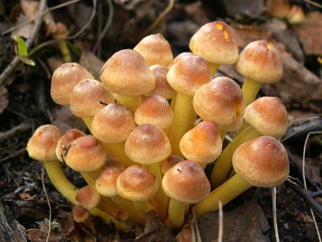 Dark mushroom (spruce, ground, dark brown): photo and description of how to cook