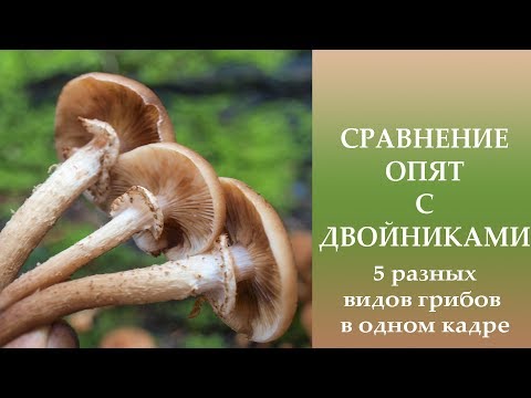 Dark mushroom (spruce, ground, dark brown): photo and description of how to cook