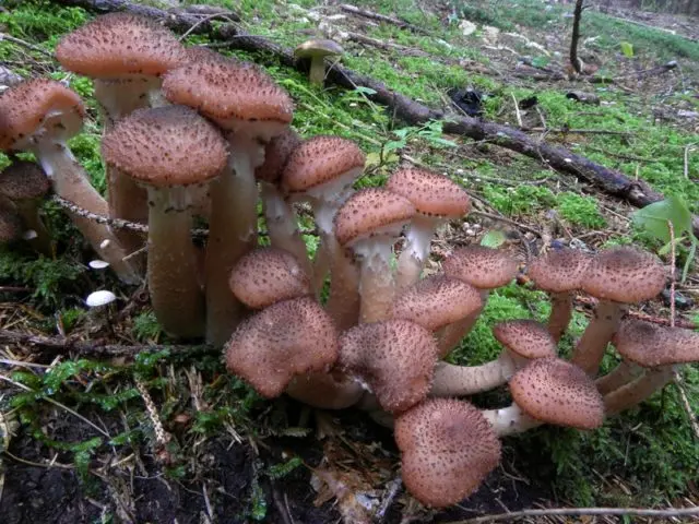 Dark mushroom (spruce, ground, dark brown): photo and description of how to cook