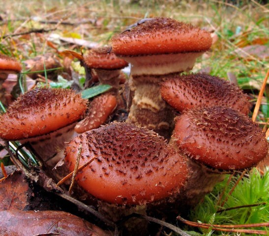 Dark mushroom (spruce, ground, dark brown): photo and description of how to cook