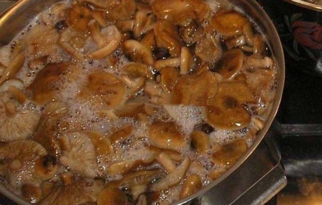 Dark mushroom (spruce, ground, dark brown): photo and description of how to cook