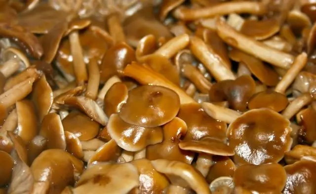 Dark mushroom (spruce, ground, dark brown): photo and description of how to cook