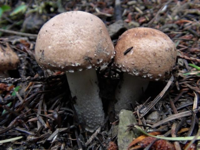 Dark red champignon: edibility, description and photo