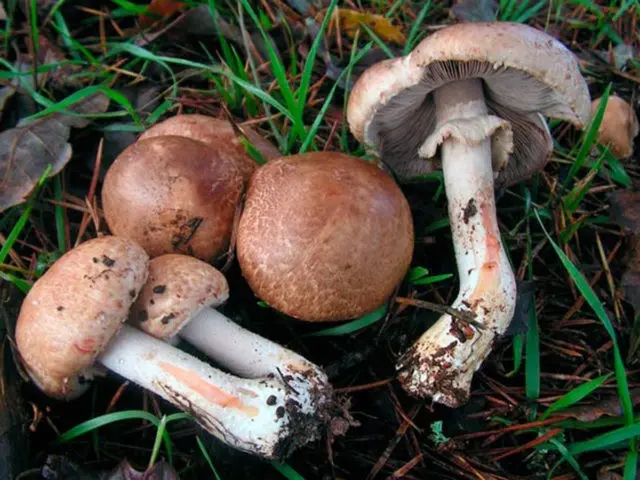 Dark red champignon: edibility, description and photo