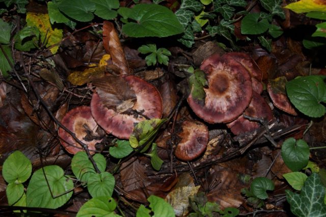 Dark red champignon: edibility, description and photo