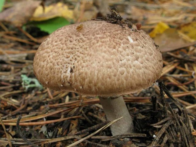 Dark red champignon: edibility, description and photo