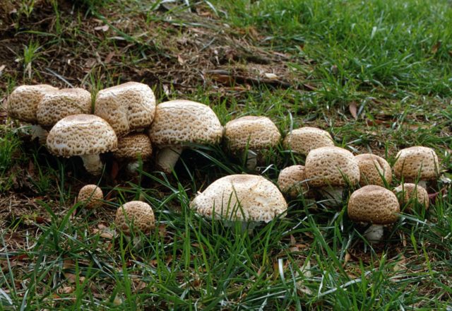 Dark red champignon: edibility, description and photo