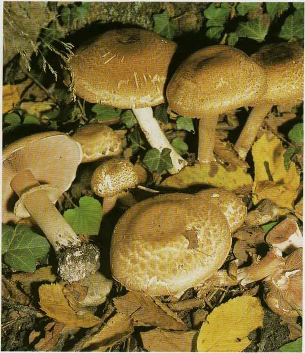 Dark red mushroom (Agaricus haemorroidarius) photo and description