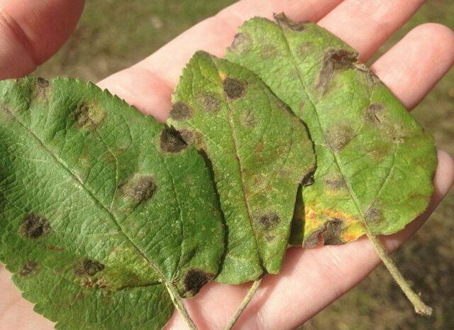 Dark spots on apple leaves: how to treat, photo