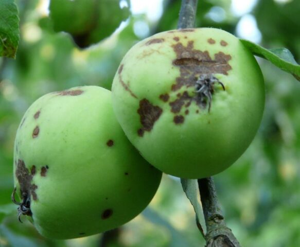 Dark spots on apple leaves: how to treat, photo