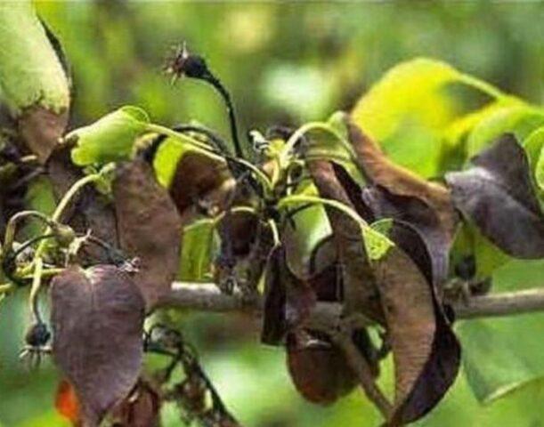 Dark spots on apple leaves: how to treat, photo