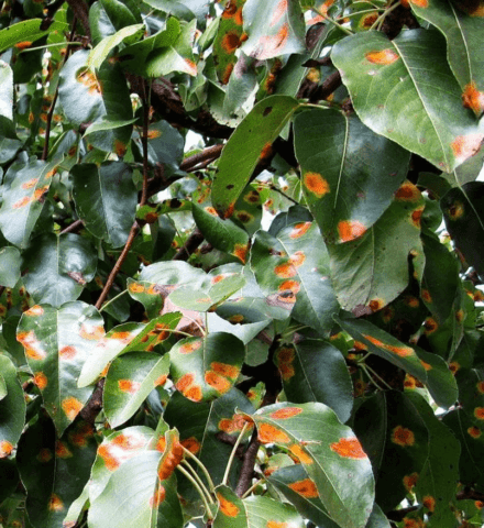 Dark spots on apple leaves: how to treat, photo