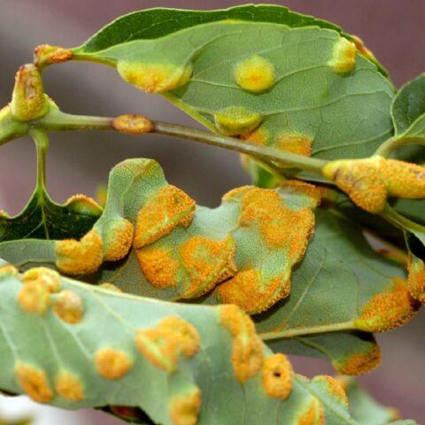 Dark spots on apple leaves: how to treat, photo