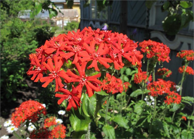 Dawn ordinary (Lychnis chalcedony): photo, application in landscape design