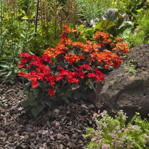 Dawn ordinary (Lychnis chalcedony): photo, application in landscape design