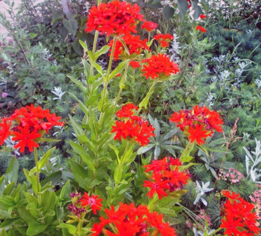 Dawn ordinary (Lychnis chalcedony): photo, application in landscape design