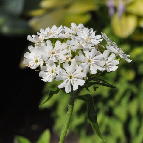 Dawn ordinary (Lychnis chalcedony): photo, application in landscape design