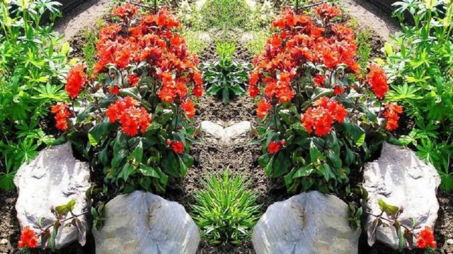 Dawn ordinary (Lychnis chalcedony): photo, application in landscape design