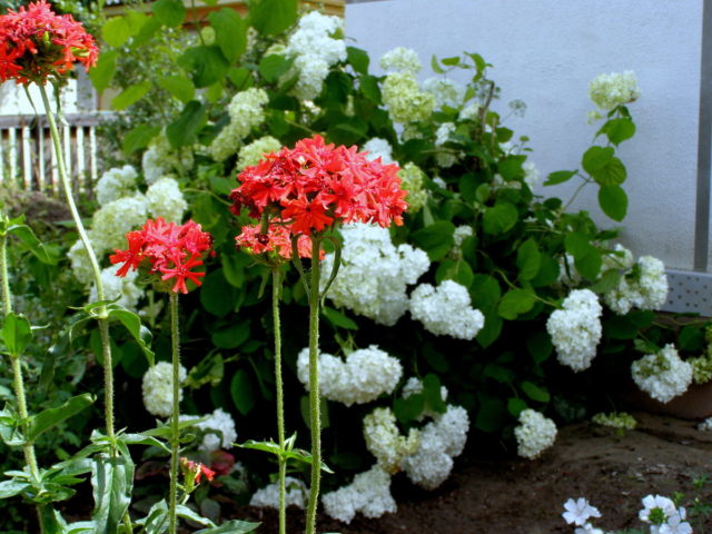 Dawn ordinary (Lychnis chalcedony): photo, application in landscape design