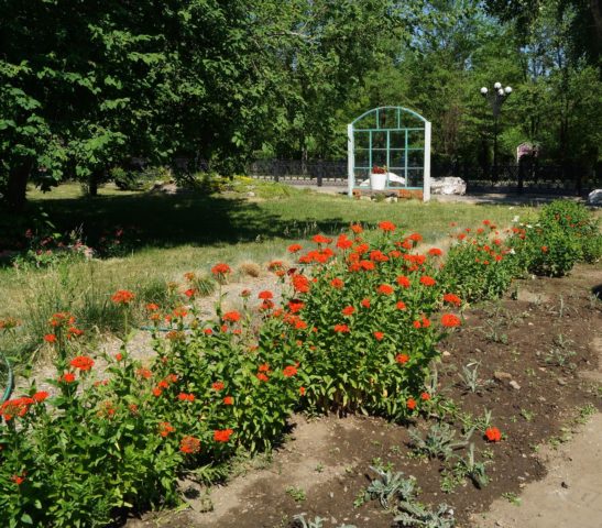 Dawn ordinary (Lychnis chalcedony): photo, application in landscape design