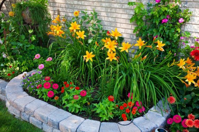 Daylilies in the garden: landscape tricks, combination with other plants, photo