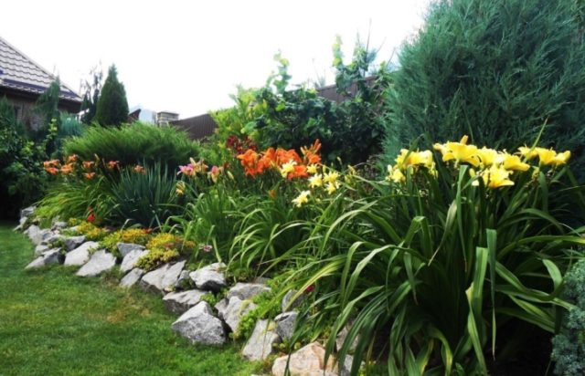 Daylilies in the garden: landscape tricks, combination with other plants, photo