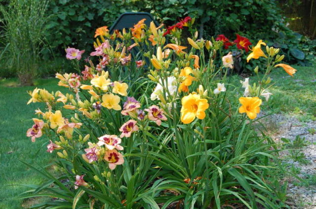 Daylilies in the garden: landscape tricks, combination with other plants, photo