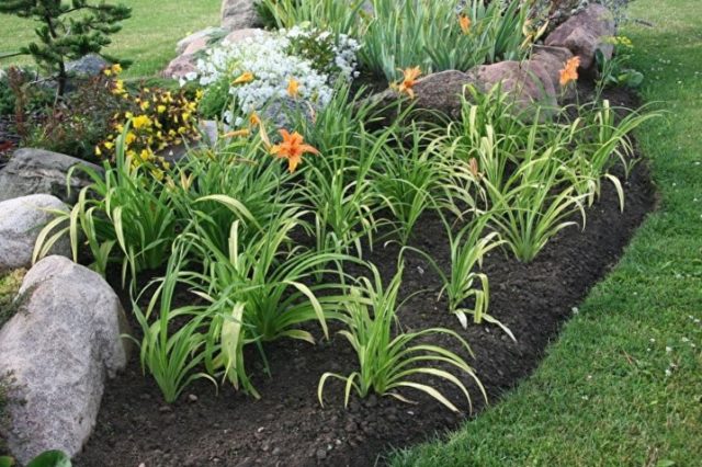 Daylilies in the garden: landscape tricks, combination with other plants, photo