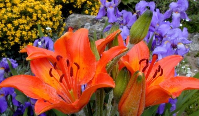 Daylilies in the garden: landscape tricks, combination with other plants, photo