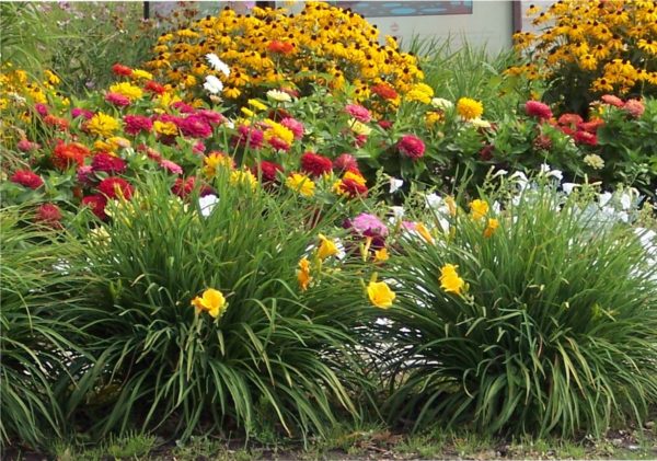 Daylilies in the garden: landscape tricks, combination with other plants, photo