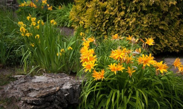 Daylilies in the garden: landscape tricks, combination with other plants, photo