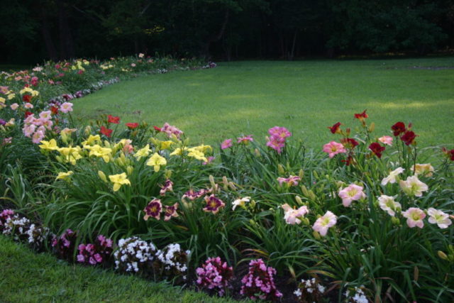 Daylilies in the garden: landscape tricks, combination with other plants, photo