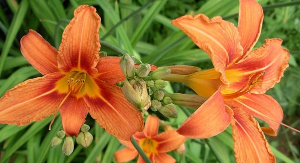 Daylilies in the garden: landscape tricks, combination with other plants, photo