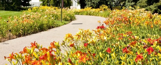 Daylilies in the garden: landscape tricks, combination with other plants, photo