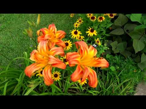 Daylilies in the garden: landscape tricks, combination with other plants, photo