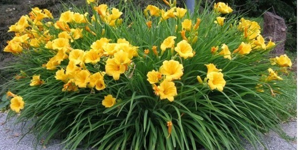 Daylilies in the garden: landscape tricks, combination with other plants, photo