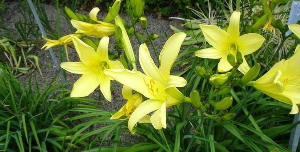 Daylilies in the garden: landscape tricks, combination with other plants, photo