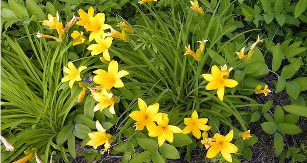 Daylilies in the garden: landscape tricks, combination with other plants, photo