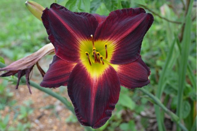 Daylilies in the garden: landscape tricks, combination with other plants, photo