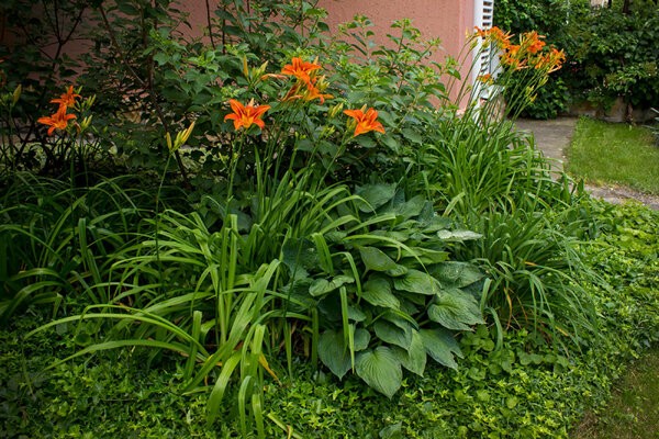 Daylilies in the garden: landscape tricks, combination with other plants, photo