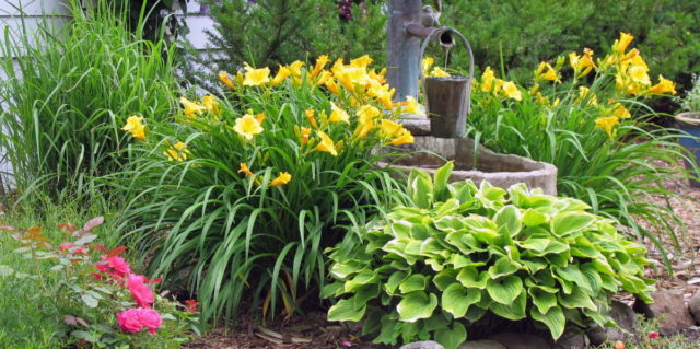 Daylilies in the garden: landscape tricks, combination with other plants, photo